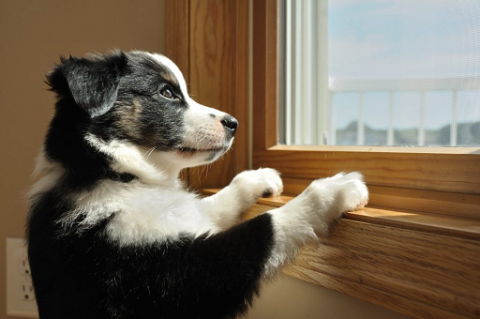 Puppy looking out of window